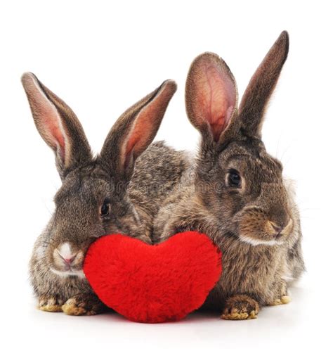 rabbit hearted